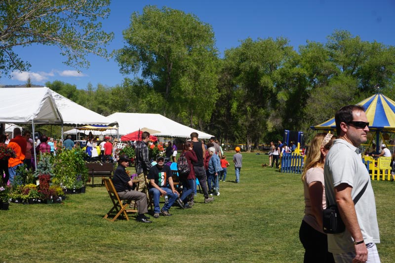 Taos Lilac Festival Is Best Spring Lilac Festival In New Mexico